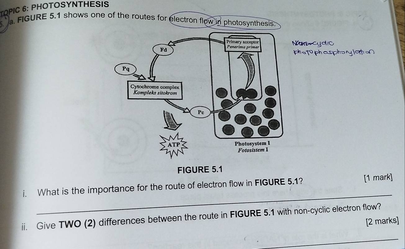 TOPIC 6: PHOTOSYNTHESIS 
.a. FIGURE 5.1 shows one of the routes for electron flow in photosynthesis. 
Norcydic 
photophasphorylatN 
_ 
i. What is the importance for the route of electron flow in FIGURE 5.1? [1 mark] 
ii. Give TWO (2) differences between the route in FIGURE 5.1 with non-cyclic electron flow? 
[2 marks] 
_