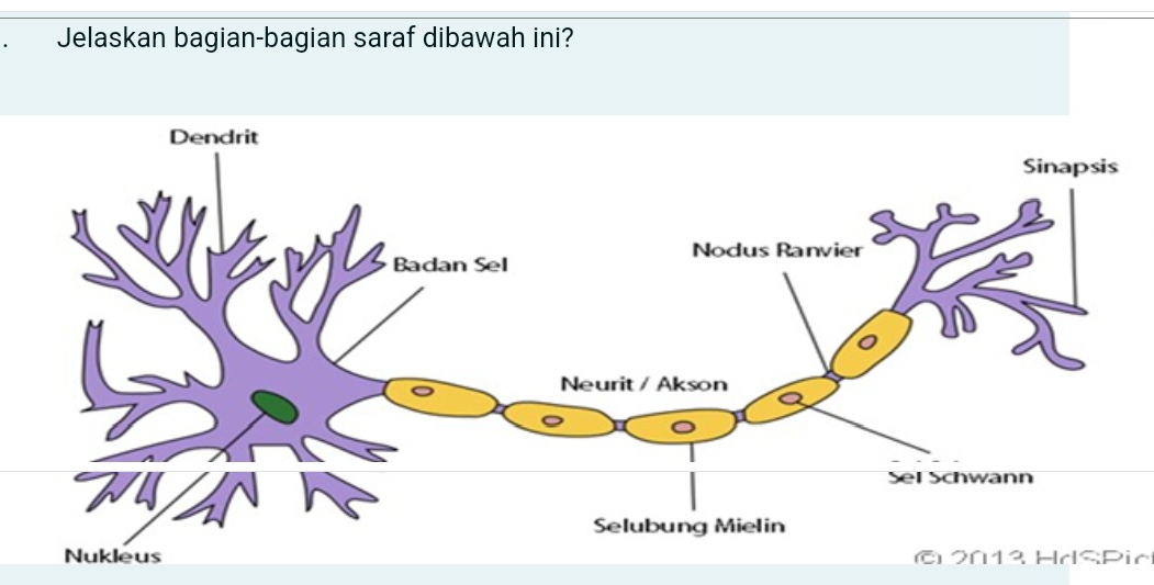 Jelaskan bagian-bagian saraf dibawah ini? 
ã 2013 HdSPic