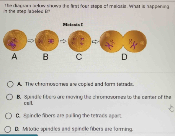 Solved: The diagram below shows the first four steps of meiosis. What ...