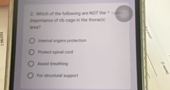 Which of the following are NOT the
importance of rib cage in the thoracic
area?
E
Internal organs protection
Protect spinal cord
Assist breathing
For structural support