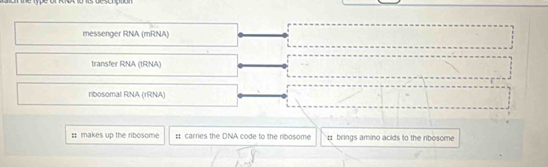 the type of RiX to its deschption
messenger RNA (mRNA)
transfer RNA (tRNA)
ribosomal RNA (rRNA)
: makes up the ribosome :: carries the DNA code to the ribosome brings amino acids to the ribosome