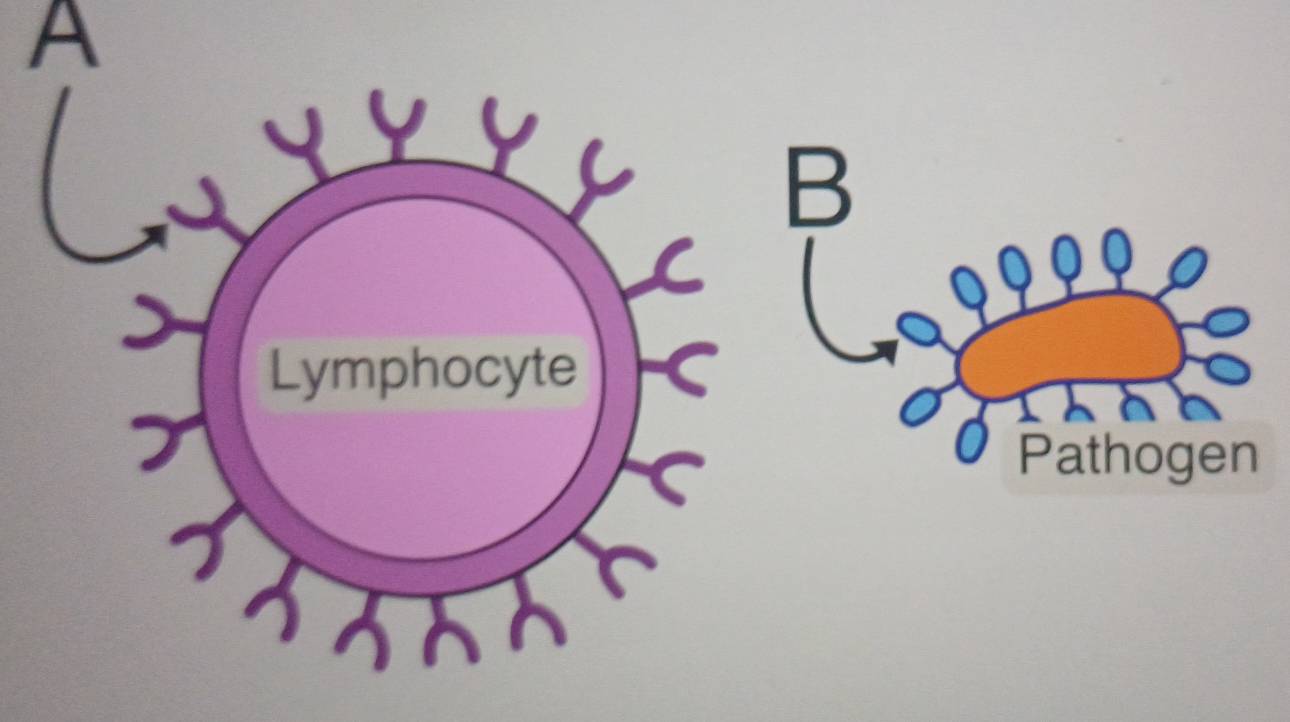 A 
B 
Pathogen