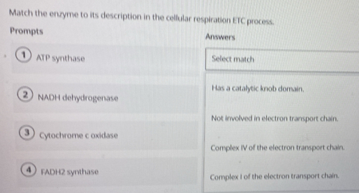 Match the enzyme to its description in the cellular respiration ETC process.
Prompts Answers
① ATP synthase Select match
Has a catalytic knob domain.
② NADH dehydrogenase
Not involved in electron transport chain.
cytochrome c oxidase
Complex IV of the electron transport chain.
① FADH2 synthase
Complex I of the electron transport chain.