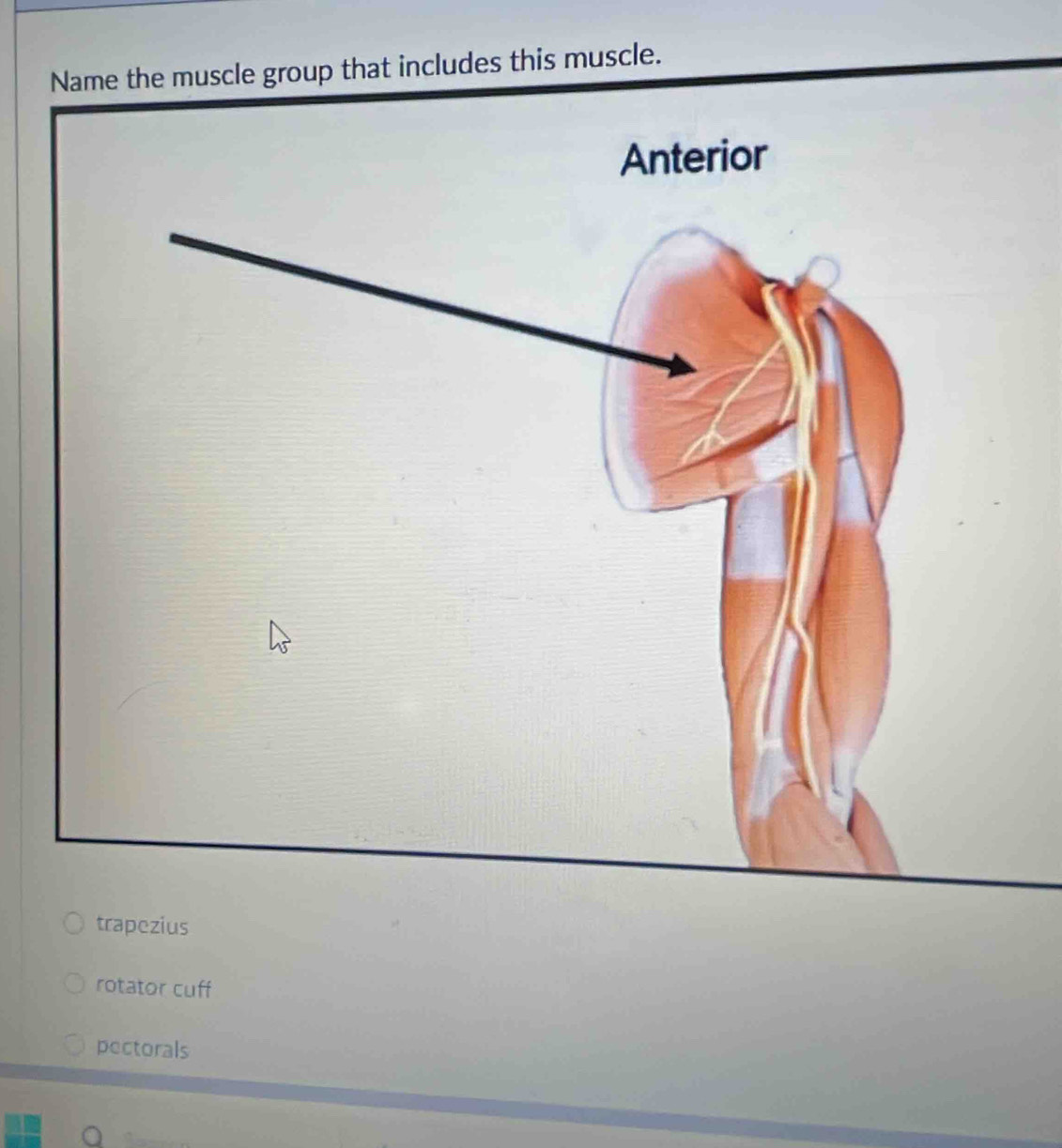 Name the muscle group that includes this muscle.
trapezius
rotator cuff
pectorals