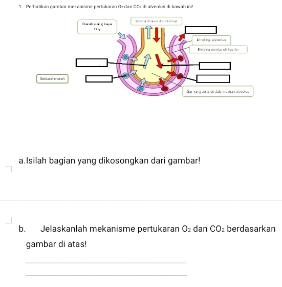 Perhatikan gambar mekanisme pertukaran O dan CO_2 di alveolus di bawah ini
Seldarahm
a.Isilah bagian yang dikosongkan dari gambar!
b. Jelaskanlah mekanisme pertukaran O_2 dan CO_2 berdasarkan
gambar di atas!
_
_