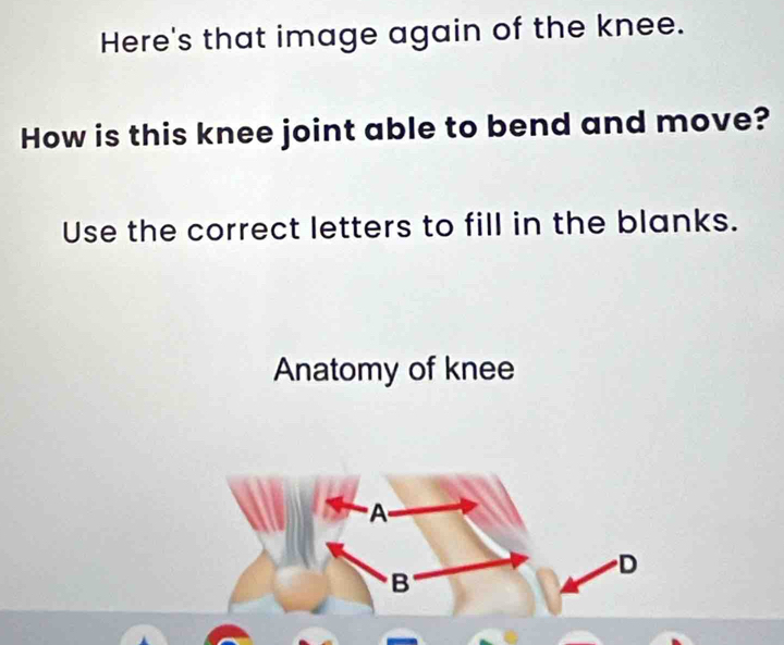 Here's that image again of the knee. 
How is this knee joint able to bend and move? 
Use the correct letters to fill in the blanks. 
Anatomy of knee 
A 
D 
B