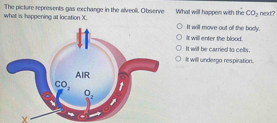 The picture represents gas exchange in the alveoli. Observe What will happen with the CO_2 next?
what is happening at location X.
It will move out of the body.
It will enter the blood.
It will be carried to cells.
It will undergo respiration.