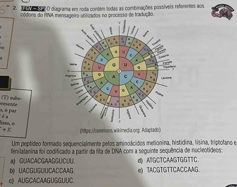 (FGV— SP) O diagrama em roda contém todas as combinações possíveis referentes aos
códons do RNA mensageiro utilizados no processo de tradução.
mo
(T) subs-
resente
o, o par
é a
lisso, o
→ 3!
(https://commons.wikimedia.org. Adaptado)
Um peptídeo formado sequencialmente pelos aminoácidos metionina, histidina, lisina, triptofano e
fenilalanina foi codificado a partir da fita de DNA com a seguinte sequência de nucleotídeos:
a) GUACACGAAGGUCUU. d) ATGCTCAAGTGGTTC.
b) UACGUGUUCACCAAG. e) TACGTGTTCACCAAG.
c) AUGCACAAGUGGUUC.