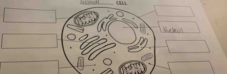 Animal CELL