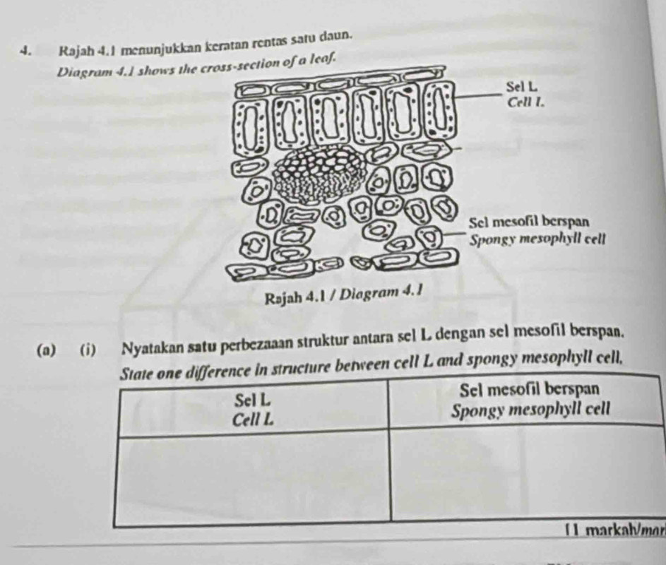 Rajah 4.1 menunjukkan keratan rentas satu daun. 
Diagram 4.1 shows thf. 
(a) (i) Nyatakan satu perbezaaan struktur antara sel L dengan sel mesofil berspan. 
etween cell L and spongy mesophyll cell, 
r