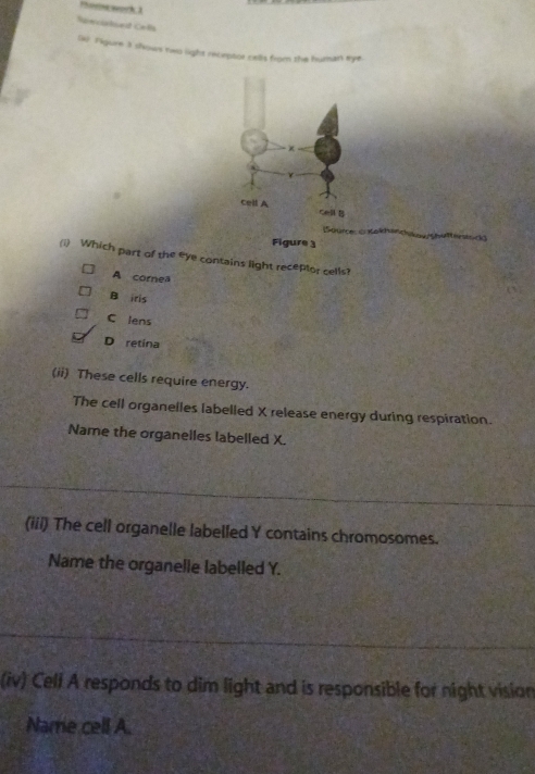 Phovine work 3
Sieciated Cella
90 Figure 3 shows hes light receptor rells from the human eye.
.+
γ
cell A Cell B
aurce: G KokhenchkaShutfetsck
Figure 3
(i) Which part of the eye contains light receptor cells?
A cornea
B iris
C lens
D retina
(ii) These cells require energy.
The cell organelles labelled X release energy during respiration.
Name the organelles labelled X.
(iii) The cell organelle labelled Y contains chromosomes.
Name the organelle labelled Y.
(iv) Cell A responds to dim light and is responsible for night vision
Name cell A.