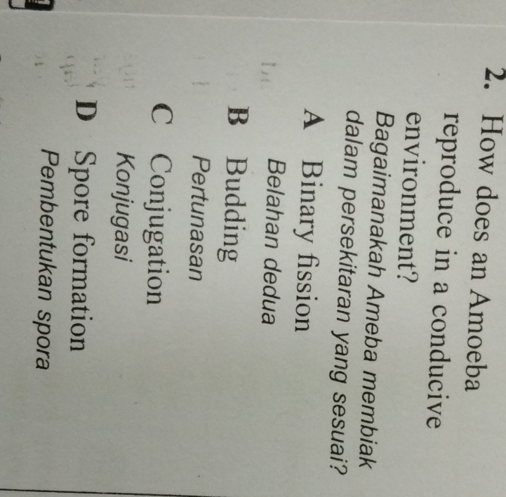 How does an Amoeba
reproduce in a conducive
environment?
Bagaimanakah Ameba membiak
dalam persekitaran yang sesuai?
A Binary fission
Belahan dedua
B Budding
Pertunasan
C Conjugation
Konjugasi
D Spore formation
Pembentukan spora