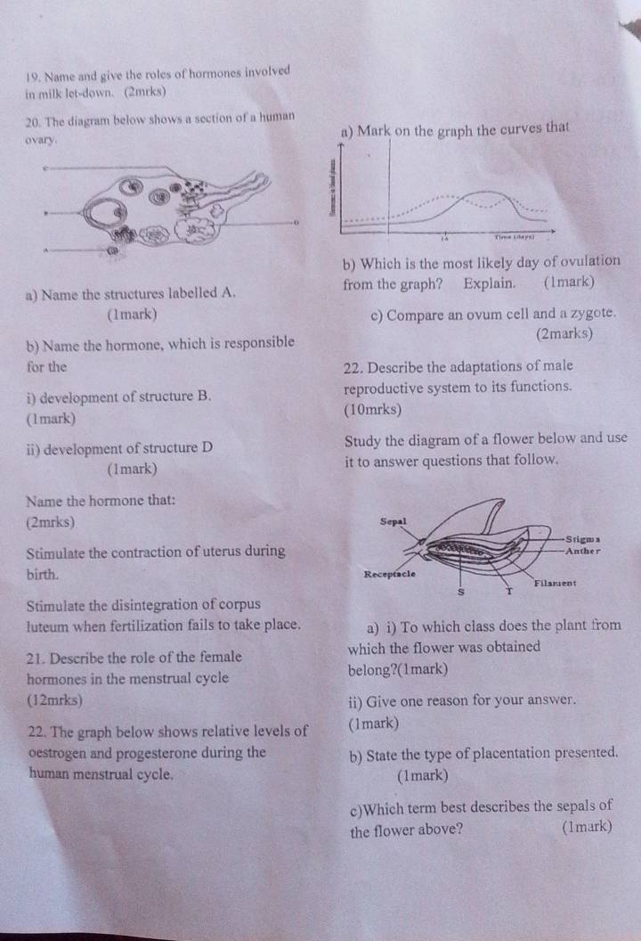 Name and give the roles of hormones involved 
in milk let-down. (2mrks) 
20. The diagram below shows a section of a human 
ovary. a) Mark on the graph the curves that 
b) Which is the most likely day of ovulation 
a) Name the structures labelled A. from the graph? Explain. (1mark) 
(1mark) c) Compare an ovum cell and a zygote. 
b) Name the hormone, which is responsible (2marks) 
for the 22. Describe the adaptations of male 
i) development of structure B. reproductive system to its functions. 
(1mark) 
(10mrks) 
ii) development of structure D Study the diagram of a flower below and use 
(1mark) it to answer questions that follow. 
Name the hormone that: 
(2mrks) 
Stimulate the contraction of uterus during 
birth. 
Stimulate the disintegration of corpus 
luteum when fertilization fails to take place. a) i) To which class does the plant from 
21. Describe the role of the female which the flower was obtained 
hormones in the menstrual cycle belong?(1mark) 
(12mrks) ii) Give one reason for your answer. 
22. The graph below shows relative levels of (1mark) 
oestrogen and progesterone during the b) State the type of placentation presented. 
human menstrual cycle. (1mark) 
c)Which term best describes the sepals of 
the flower above? (1mark)