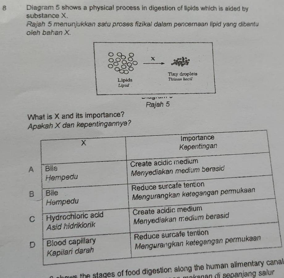 Diagram 5 shows a physical process in digestion of lipids which is aided by 
substance X. 
Rajah 5 menunjukkan satu proses fizikal dalam pencernaan lipid yang dibantu 
oleh bahan X. 
Rajah 5 
What is X and its importance? 
pakah X dan kepentingannya? 
ows the stages of food digestion alnal