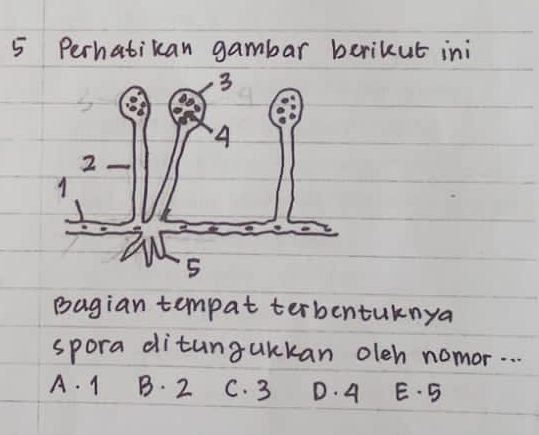 Perhatikan gambar berikut ini
Bagian tempat terbentuknya
spora ditungukkan olch nomor. . .
A. 1 B. 2 C. 3 D. 4 E. 5