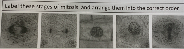 Label these stages of mitosis and arrange them into the correct order