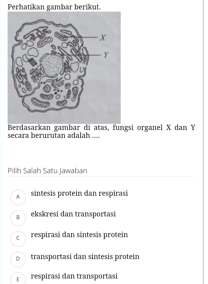 Perhatikan gambar berikut.
Berdasarkan gambar di atas, fungsi organel X dan Y
secara berurutan adalah ....
Pilih Salah Satu Jawaban
A sintesis protein dan respirasi
B ekskresi dan transportasi
C respirasi dan sintesis protein
D transportasi dan sintesis protein
E respirasi dan transportasi