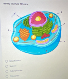 Identify structure #3 below:
Mitochondria
Nucleus
Cell membrane
Chloroplast