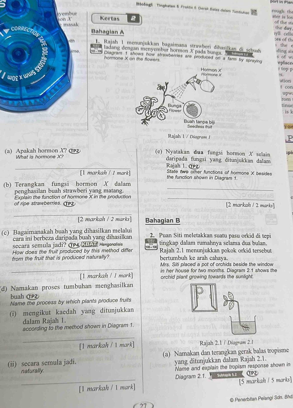 port in Plan
Blologi Tingkatan 5 Praktis 5 Gerak Balas dalam Tumbuhan rough the
Kertas 2
ater is los
of the st
the day.
Bahagian A
tyll cells
:es of th
the 
1. Rajah 1 menunjukkan bagaimana strawberi dihasilkan di sebuah díng ai
ladang dengan menyembur hormon X pada bunga.   Subtopik 5.2
1 Diagram 1 shows how strawberries are produced on a farm by spraying s of w
hormone X on the flowers.
eplace
top p
:S.
ation
t con
upw
rom
tinuo
is k
'y que
P
(a) Apakah hormon X? (e) Nyatakan dua fungsi hormon X selain ;pi
What is hormone X? daripada fungsi yang ditunjukkan dalam
_
Rajah 1. T
State two other functions of hormone X besides
[1 markah / 1 mark] the function shown in Diagram 1.
(b) Terangkan fungsi hormon X dalam
penghasilan buah strawberi yang matang.
_
Explain the function of hormone X in the production_
of ripe strawberries. ⑰P2 [2 markah / 2 marks]
[2 markah / 2 marks] Bahagian B
(c) Bagaimanakah buah yang dihasilkan melalui
cara ini berbeza daripada buah yang dihasilkan 2. Puan Siti meletakkan suatu pasu orkid di tepi
secara semula jadi? TP4 KBAT Menganalisis
How does the fruit produced by this method differ 105 - 10 tingkap dalam rumahnya selama dua bulan.
Rajah 2.1 menunjukkan pokok orkid tersebut
from the fruit that is produced naturally? bertumbuh ke arah cahaya.
Mrs. Siti placed a pot of orchids beside the window
in her house for two months. Diagram 2.1 shows the
[1 markah / 1 mark] orchid plant growing towards the sunlight.
(d) Namakan proses tumbuhan menghasilkan
buah TP2
Name the process by which plants produce fruits
(i) mengikut kaedah yang ditunjukkan
dalam Rajah 1.
according to the method shown in Diagram 1.
_
[1 markah / 1 mark] Rajah 2.1 / Diagram 2.1
(a) Namakan dan terangkan gerak balas tropisme
(ii) secara semula jadi.
yang ditunjukkan dalam Rajah 2.1.
Name and explain the tropism response shown in
naturally. ⑰P2
Diagram 2.1. Subtopik 5.2
_[1 markah / 1 mark] [5 markah / 5 marks]
27 © Penerbitan Pelangi Sdn. Bhd