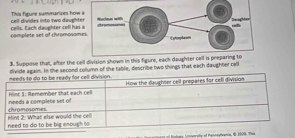 This figure summarizes how 
cell divides into two daught 
cells. Each daughter cell has 
complete set of chromosom 
3. Suppose that, after the cell division shown in this fig 
divide again. In the second column of the table, describe two things that each daughter cell 
needs to do to be ready for cell division. 
How the daughter cell prepares for cell division 
Hint 1: Remember that each cell 
needs a complete set of 
chromosomes. 
Hint 2: What else would the cell 
need to do to be big enough to 
tment of Biology, University of Pennsylvania, © 2020. This