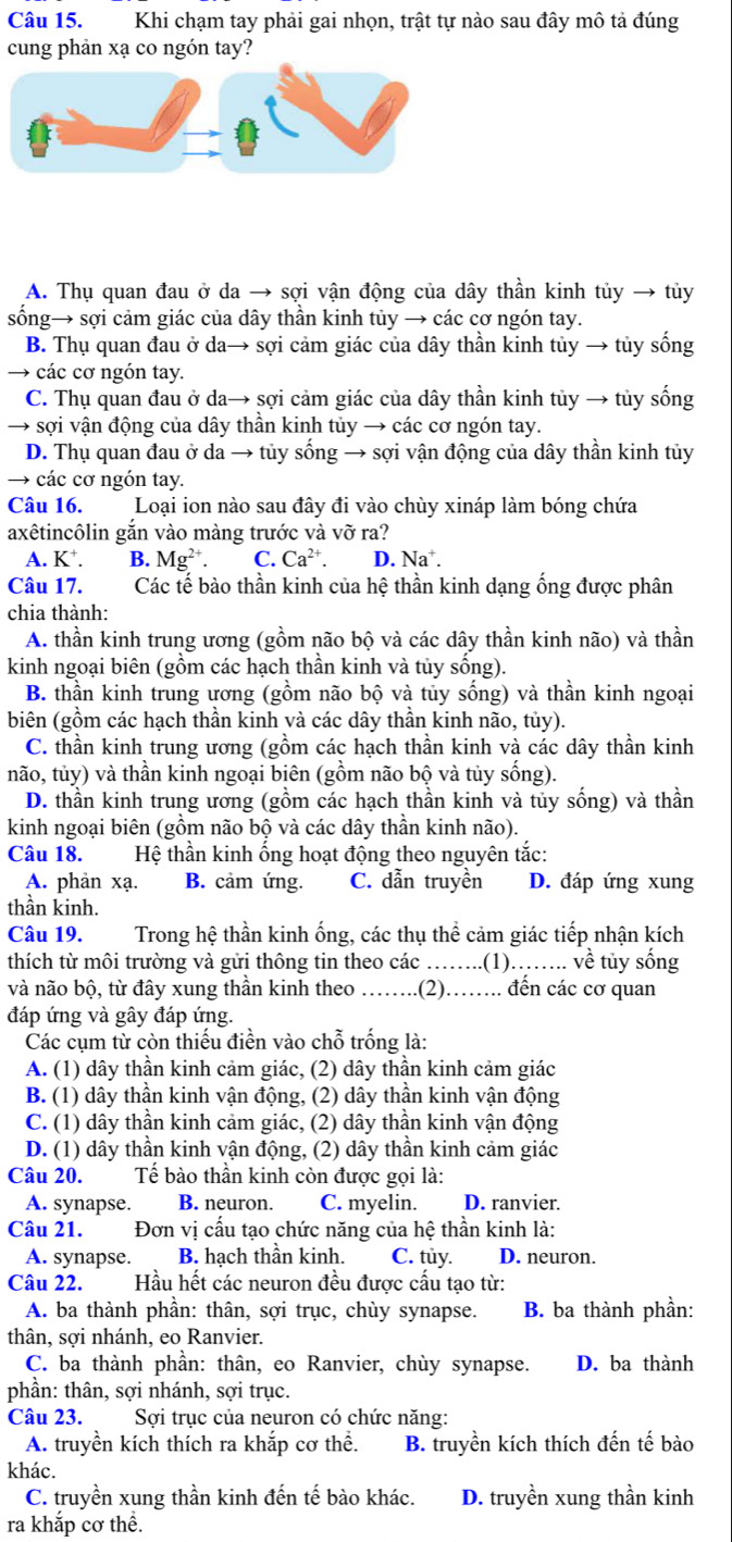 Khi chạm tay phải gai nhọn, trật tự nào sau đây mô tả đúng
cung phản xạ co ngón tay?
A. Thụ quan đau ở da → sợi vận động của dây thần kinh tủy → tủy
sống→ sợi cảm giác của dây thần kinh tủy → các cơ ngón tay.
B. Thụ quan đau ở da→ sợi cảm giác của dây thần kinh tủy → tủy sống
→ các cơ ngón tay.
C. Thụ quan đau ở da→ sợi cảm giác của dây thần kinh tủy → tủy sống
→ sợi vận động của dây thần kinh tủy → các cơ ngón tay.
D. Thụ quan đau ở da → tủy sống → sợi vận động của dây thần kinh tủy
→ các cơ ngón tay.
Câu 16. Loại ion nào sau đây đi vào chùy xináp làm bóng chứa
axêtincôlin gắn vào màng trước và vỡ ra?
A. K⁺. B. Mg^(2+) C. Ca^(2+) D. Na .
Câu 17. Các tế bào thần kinh của hệ thần kinh dạng ống được phân
chia thành:
A. thần kinh trung ương (gồm não bộ và các dây thần kinh não) và thần
kinh ngoại biên (gồm các hạch thần kinh và tủy sống).
B. thần kinh trung ương (gồm não bộ và tủy sống) và thần kinh ngoại
biên (gồm các hạch thần kinh và các dây thần kinh não, tủy).
C. thần kinh trung ương (gồm các hạch thần kinh và các dây thần kinh
não, tủy) và thần kinh ngoại biên (gồm não bộ và tủy sống).
D. thần kinh trung ương (gồm các hạch thần kinh và tủy sống) và thần
kinh ngoại biên (gồm não bộ và các dây thần kinh não).
Câu 18. Hệ thần kinh ống hoạt động theo nguyên tắc:
A. phản xạ. B. cảm ứng. C. dẫn truyền D. đáp ứng xung
thần kinh.
Câu 19. Trong hệ thần kinh ống, các thụ thể cảm giác tiếp nhận kích
thích từ môi trường và gửi thông tin theo các …....(1)...... về tủy sống
và não bộ, từ đây xung thần kinh theo ……..(2)…….. đến các cơ quan
đáp ứng và gây đáp ứng.
Các cụm từ còn thiếu điền vào chỗ trống là:
A. (1) dây thần kinh cảm giác, (2) dây thần kinh cảm giác
B. (1) dây thần kinh vận động, (2) dây thần kinh vận động
C. (1) dây thần kinh cảm giác, (2) dây thần kinh vận động
D. (1) dây thần kinh vận động, (2) dây thần kinh cảm giác
Câu 20. Tế bào thần kinh còn được gọi là:
A. synapse. B. neuron. C. myelin. D. ranvier.
Câu 21. Đơn vị cấu tạo chức năng của hệ thần kinh là:
A. synapse. B. hạch thần kinh. C. tủy. D. neuron.
Câu 22.  Hầu hết các neuron đều được cấu tạo từ:
A. ba thành phần: thân, sợi trục, chùy synapse. B. ba thành phần:
thân, sợi nhánh, eo Ranvier.
C. ba thành phần: thân, eo Ranvier, chùy synapse. D. ba thành
phần: thân, sợi nhánh, sợi trục.
Câu 23.  Sợi trục của neuron có chức năng:
A. truyền kích thích ra khắp cơ thể. B. truyền kích thích đến tế bào
khác.
C. truyền xung thần kinh đến tế bào khác. D. truyền xung thần kinh
ra khắp cơ thể.