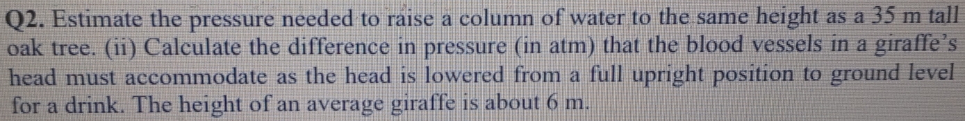 Estimate the pressure needed to raise a column of water to the same height as a 35 m tall 
oak tree. (ii) Calculate the difference in pressure (in atm) that the blood vessels in a giraffe’s 
head must accommodate as the head is lowered from a full upright position to ground level 
for a drink. The height of an average giraffe is about 6 m.