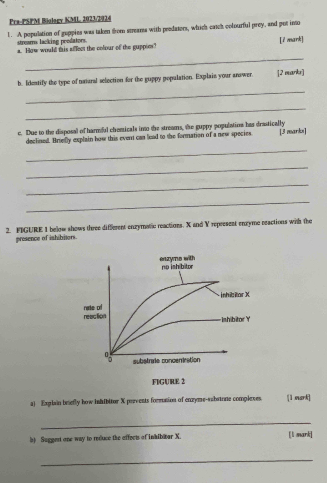 Pra-PSPM Biology KML 2023/2024 
1. A population of guppies was taken from streams with predators, which catch colourful prey, and put into 
streams lacking predators. 
a. How would this affect the colour of the guppies? [1 mark] 
_ 
b. Identify the type of natural selection for the guppy population. Explain your answer. [2 marks] 
_ 
_ 
c. Due to the disposal of harmful chemicals into the streams, the guppy population has drastically 
declined. Briefly explain how this event can lead to the formation of a new species. [3 marks] 
_ 
_ 
_ 
_ 
2. FIGURE 1 below shows three different enzymatic reactions. X and Y represent enzyme reactions with the 
presence of inhibitors. 
enzyme with 
no inhíbitor 
inhibitor X
rate of 
reaction 
inhibitor Y
substrate concentration 
FIGURE 2 
a) Explain briefly how inhibitor X prevents formation of enzyme-substrate complexes. [1 mark] 
_ 
b) Suggest one way to reduce the effects of inhibitor X. 
[l mark] 
_