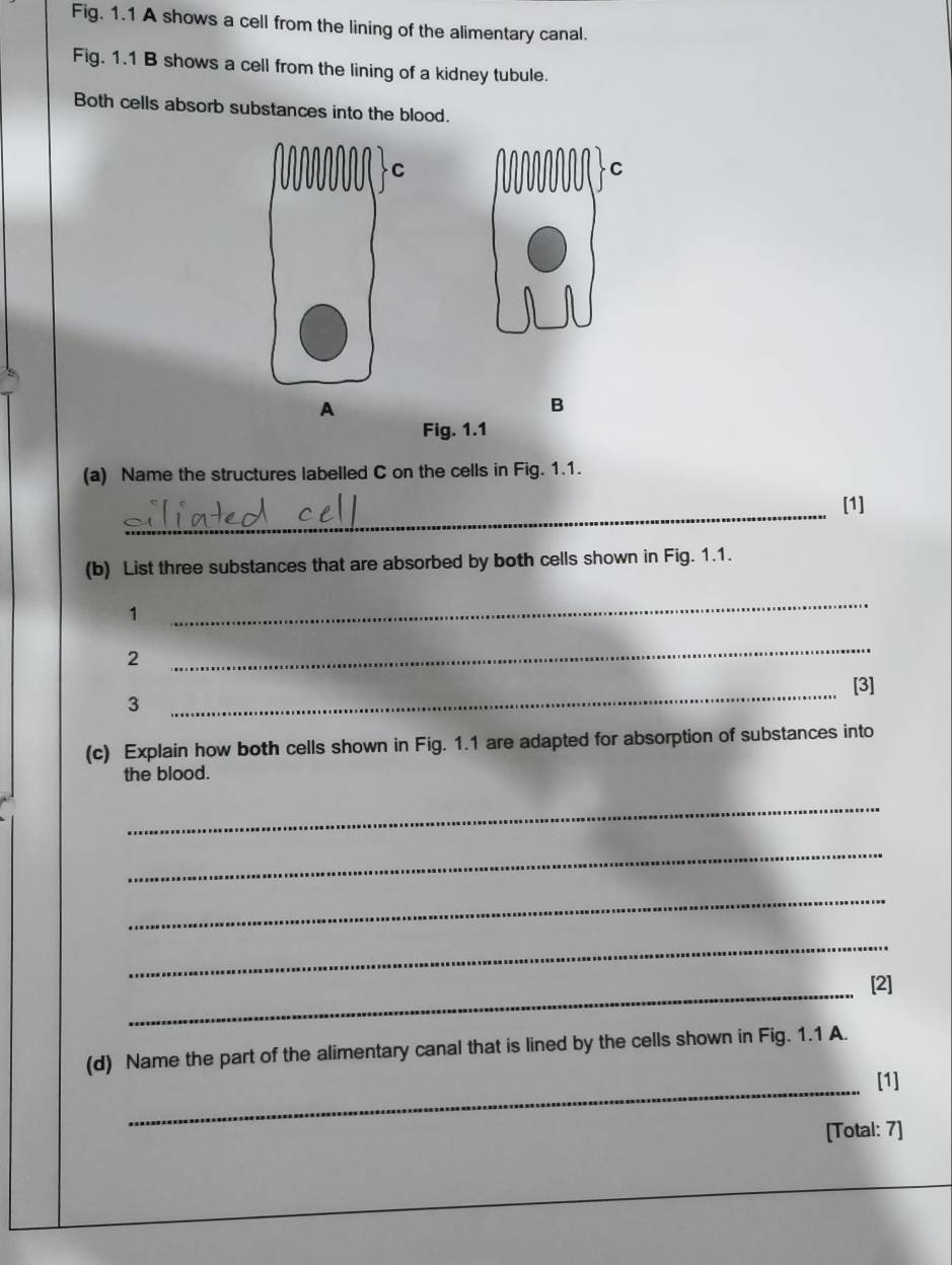 Fig. 1.1 A shows a cell from the lining of the alimentary canal. 
Fig. 1.1 B shows a cell from the lining of a kidney tubule. 
Both cells absorb substances into the blood. 
A 
B 
Fig. 1.1 
(a) Name the structures labelled C on the cells in Fig. 1.1. 
_[1] 
(b) List three substances that are absorbed by both cells shown in Fig. 1.1. 
1 
_ 
2 
_ 
3 _[3] 
(c) Explain how both cells shown in Fig. 1.1 are adapted for absorption of substances into 
the blood. 
_ 
_ 
_ 
_ 
_[2] 
(d) Name the part of the alimentary canal that is lined by the cells shown in Fig. 1.1 A. 
_[1] 
[Total: 7]