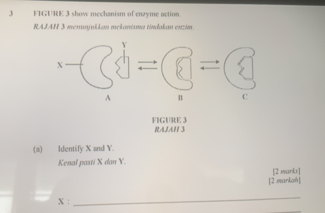 FIGURE 3 show mechanism of enzyme action. 
RAJAH 3 menunjukkan mekanisma tindakan enzim. 
FIGURE 3 
RAJAH 3 
(a) Identify X and Y. 
Kenal pasti X dan Y. 
[2 marks] 
[2 markah]
X : 
_