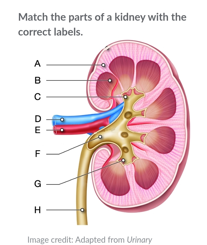 Solved: Match the parts of a kidney with the correct labels. Image ...