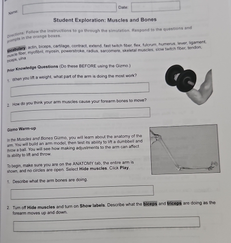 Date: 
Name. 
Student Exploration: Muscles and Bones 
orections: Follow the instructions to go through the simulation. Respond to the questions and 
grompts in the orange boxes. 
escabulary: actin, biceps, cartilage, contract, extend, fast twitch fiber, flex, fulcrum, humerus, lever, ligament, 
ede fiber, myofibril, myosin, powerstroke, radius, sarcomere, skeletal muscles, slow twitch fiber, tendon. 
triceps, ulna 
Priar Knowledge Questions (Do these BEFORE using the Gizro.) 
When you lift a weight, what part of the arm is doing the most work? 
2. How do you think your arm muscles cause your forearm bones to move? 
Gizmo Warm-up 
In the Muscles and Bones Gizmo, you will learn about the anatomy of the 
arm. You will build an arm model, then test its ability to lift a dumbbell and 
throw a ball. You will see how making adjustments to the arm can affect 
its ability to lift and throw. 
To begin, make sure you are on the ANATOMY tab, the entire arm is 
shown, and no circles are open. Select Hide muscles. Click Play. 
1. Describe what the arm bones are doing 
2. Tum off Hide muscles and turn on Show labels. Describe what the biceps and triceps are doing as the 
forearm moves up and down.