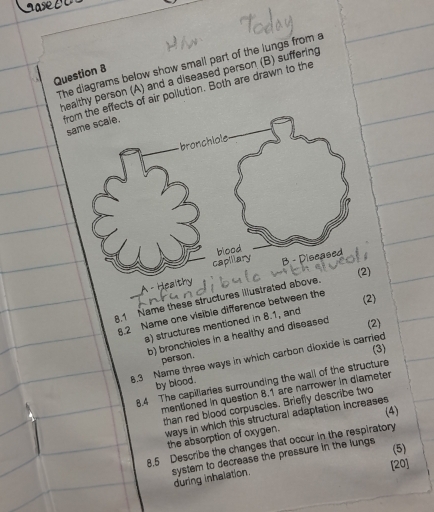 The diagrams below show small part of the lungs from a 
Question 8 
healthy person (A) and a diseased person (B) suffering 
from the effects of air pollution. Both are drawn to the 
s 
calthy ) 
(2) 
8.1 Name these structures illustrated above 
8.2 Name one visible difference between the 
a) structures mentioned in 8.1, and 
b) bronchioles in a healthy and diseased (2) 
(3) 
8.3 Name three ways in which carbon dioxide is carried 
person. 
8.4 The capillaries surrounding the wall of the structure 
by blood. 
mentioned in question 8.1 are narrower in diameter 
than red blood corpuscies. Briefly describe two 
(4) 
ways in which this structural adaptation increases 
the absorption of oxygen. 
8,5 Describe the changes that occur in the respiratory 
system to decrease the pressure in the lungs 
(5) 
[20] 
during inhalation.