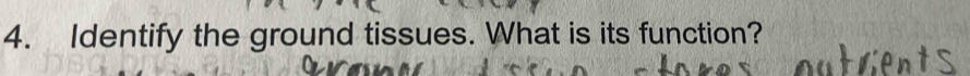 Identify the ground tissues. What is its function?