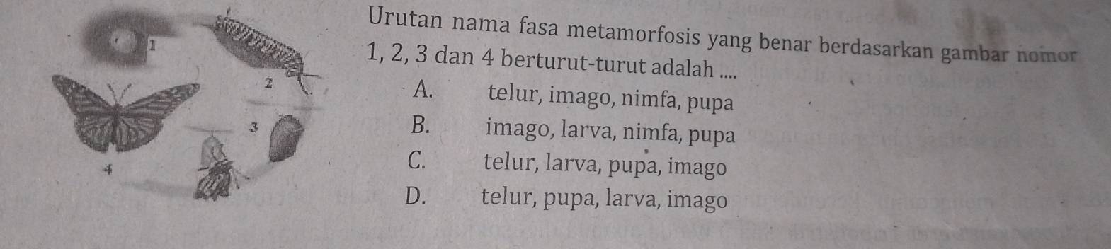 Urutan nama fasa metamorfosis yang benar berdasarkan gambar nomor
1, 2, 3 dan 4 berturut-turut adalah ....
A. telur, imago, nimfa, pupa
B. imago, larva, nimfa, pupa
C. telur, larva, pupa, imago
D. telur, pupa, larva, imago