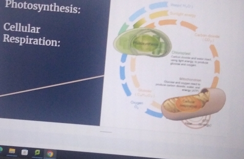 Photosynthesis: 
Cellular 
Respiration: