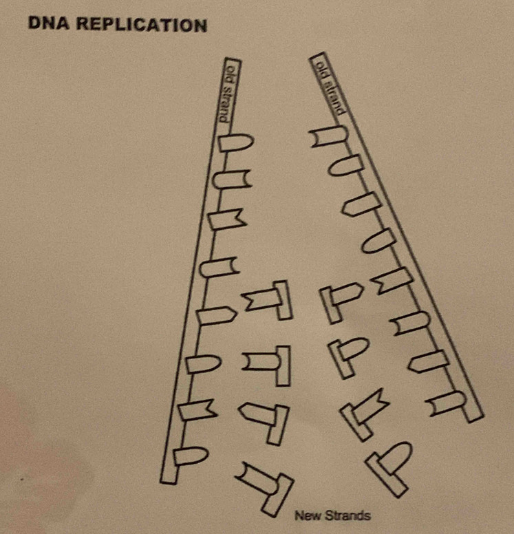 DNA REPLICATION 
n 
New Strands