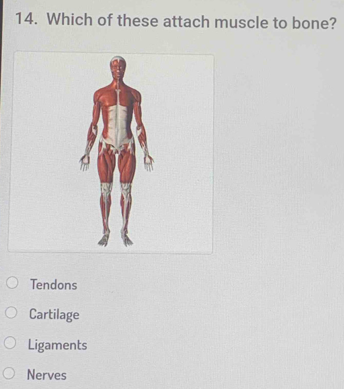 Which of these attach muscle to bone?
Tendons
Cartilage
Ligaments
Nerves