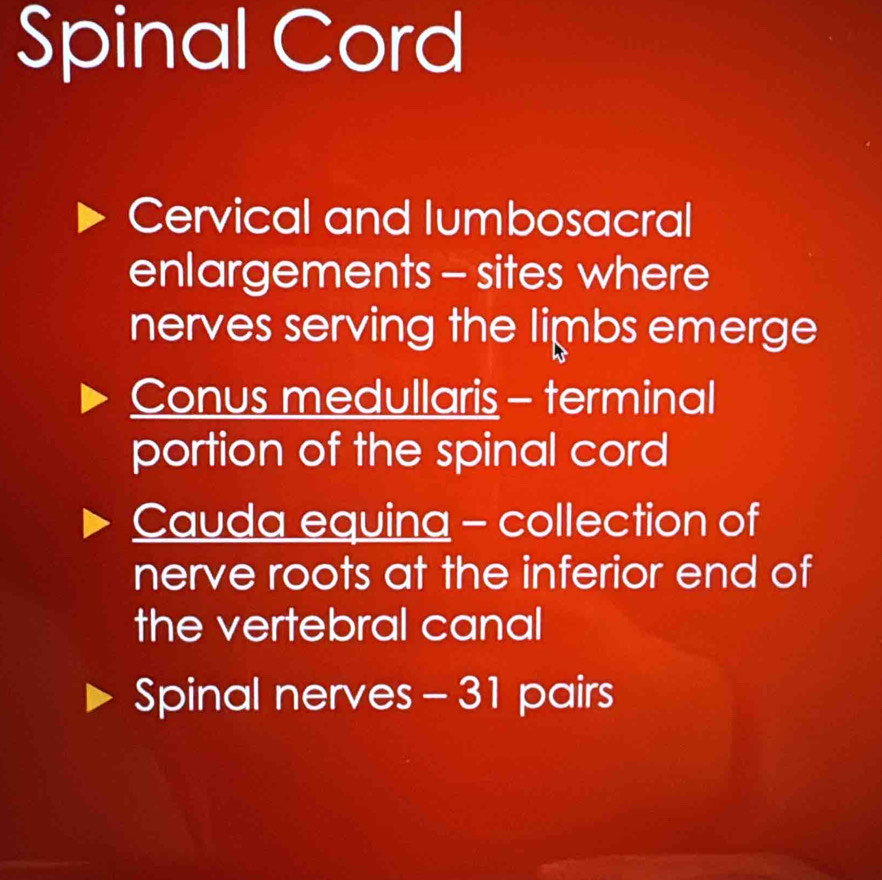 Spinal Cord
Cervical and lumbosacral
enlargements - sites where
nerves serving the limbs emerge
Conus medullaris - terminal
portion of the spinal cord
Cauda equina - collection of
nerve roots at the inferior end of
the vertebral canal
Spinal nerves - 31 pairs