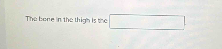 The bone in the thigh is the □.