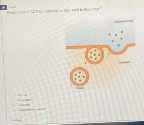 10 5 paints
Which type of ACTIVE transport is displayed in this image?
Osmosis
Endocytosis
Exocytosis
Sodium Polassium Pump
Previous