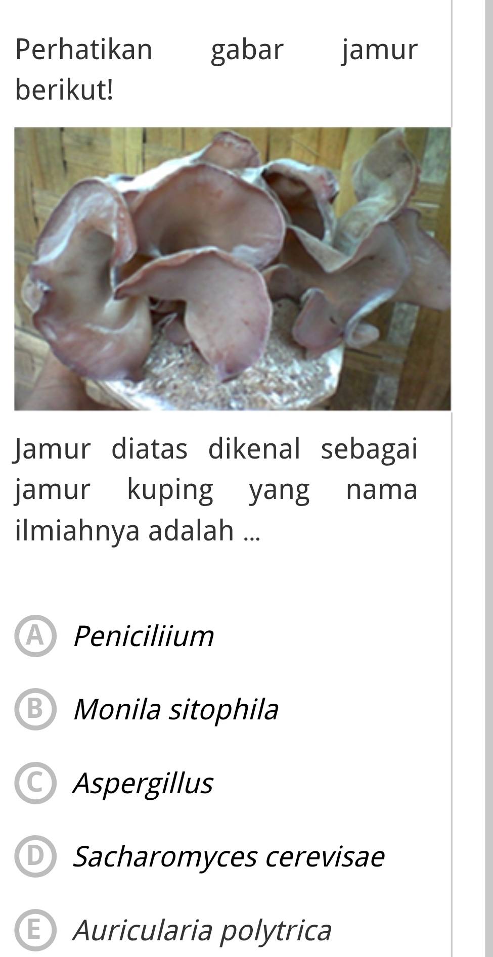 Perhatikan gabar jamur
berikut!
Jamur diatas dikenal sebagai
jamur kuping yang nama
ilmiahnya adalah ...
A Peniciliium
B Monila sitophila
Aspergillus
Sacharomyces cerevisae
E Auricularia polytrica