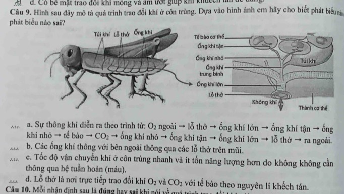 đ. Cô bê mật trao đối khi móng và âm tớt giúp kh khucch tâi để
Câu 9. Hình sau đây mô tả quá trình trao đổi khí ở côn trùng. Dựa vào hình ảnh em hãy cho biết phát biểu n
phát biểu nào sai?
a. Sự thông khí diễn ra theo trình từ: O_2 ngoài → lỗ thờ → ống khí lớn → ống khí tận → ống
khí nhỏ → tế bào CO_2 → ống khí nhỏ → ống khí tận → ống khí lớn → lỗ thờ → ra ngoài.
∴ b. Các ống khí thông với bên ngoài thông qua các lỗ thở trên mũi.
∴ c. Tốc độ vận chuyển khí ở côn trùng nhanh và ít tổn năng lượng hơn do không không cần
thông qua hệ tuần hoàn (máu).
∴2 d. Lỗ thở là nơi trực tiếp trao đổi khí O_2 và CO_2 với tế bào theo nguyên lí khếch tán.
Câu 10, Mỗi nhân định sau là đúng hay sai khi nói về ci