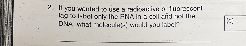 If you wanted to use a radioactive or fluorescent 
tag to label only the RNA in a cell and not the 
DNA, what molecule(s) would you label? 
(c) 
_