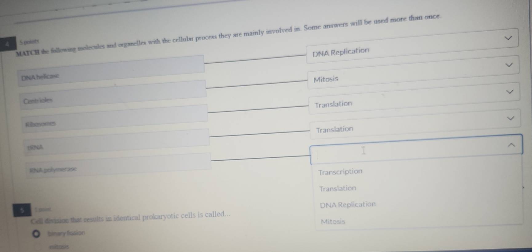MATCH the following molecules and organelles with the cellular process they are mainly involved in. Some answers will be used more than once.
4 5 points
DNA Replication
DNA helicase
Centrioles Mitosis
Translation
Ribosomes
Translation
tRNA
RNA polymerase
Transcription
Translation
5 1 point DNA Replication
Cell division that results in identical prokaryotic cells is called...
Mitosis
binary fission
mitasis