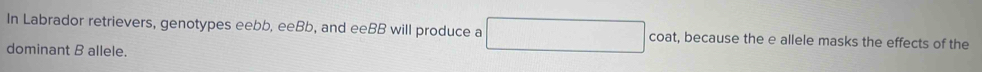 In Labrador retrievers, genotypes eebb, eeBb, and eeBB will produce a □ coat, because the e allele masks the effects of the 
dominant B allele.