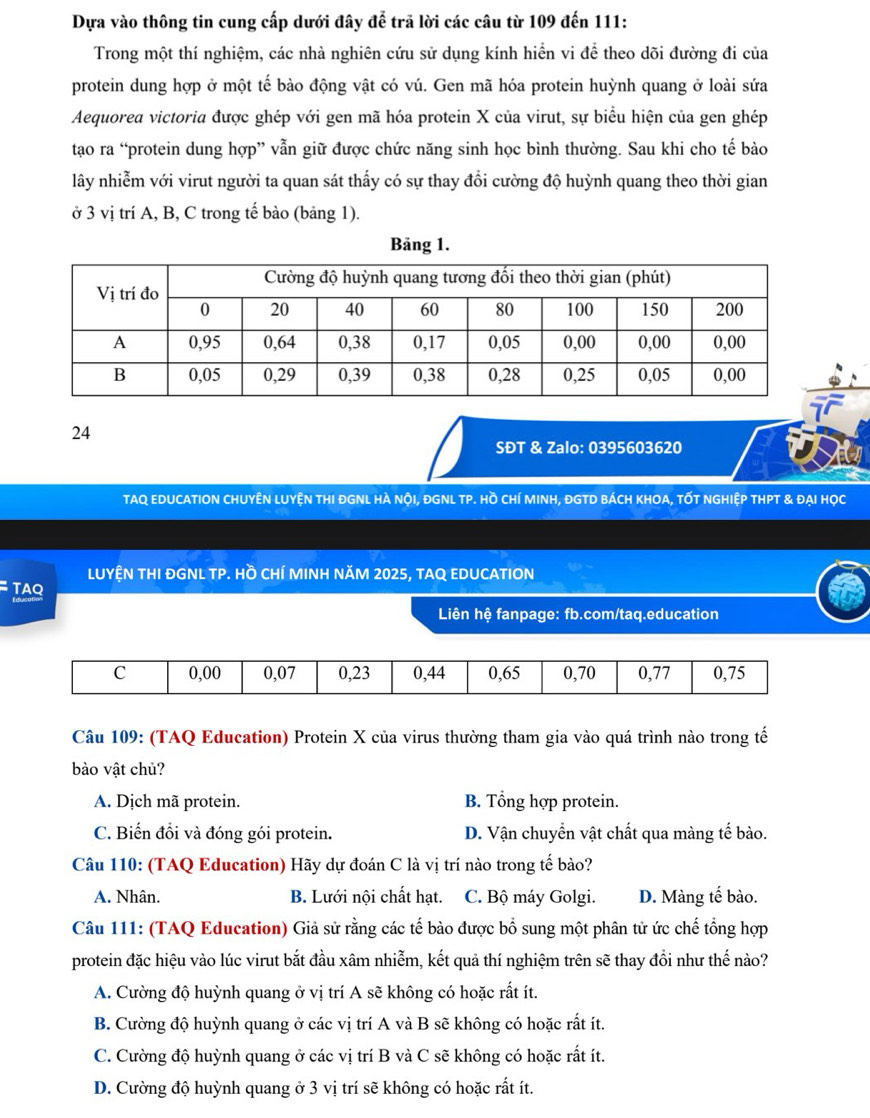 Dựa vào thông tin cung cấp dưới đây để trã lời các câu từ 109 đến 111:
Trong một thí nghiệm, các nhà nghiên cứu sử dụng kính hiển vi để theo dõi đường đi của
protein dung hợp ở một tế bào động vật có vú. Gen mã hóa protein huỳnh quang ở loài sứa
Aequorea victoria được ghép với gen mã hóa protein X của virut, sự biểu hiện của gen ghép
tạo ra “protein dung hợp” vẫn giữ được chức năng sinh học bình thường. Sau khi cho tế bào
lây nhiễm với virut người ta quan sát thấy có sự thay đổi cường độ huỳnh quang theo thời gian
ở 3 vị trí A, B, C trong tế bào (bảng 1).
Bảng 1.
24
SĐT & Zalo: 0395603620
TAQ EDUCATION CHUYÊN LUYỆN THI ĐGNL HÀ NộI, ĐGNL TP. Hồ CHÍ MINH, ĐGTD BÁCH KHOA, TỐT NGHIỆP THPT & ĐẠI HọC
LUYỆN THI ĐGNL TP. Hồ CHÍ MINH NăM 2025, TAQ EDUCATION
TAQ
Liên hệ fanpage: fb.com/taq.education
Câu 109: (TAQ Education) Protein X của virus thường tham gia vào quá trình nào trong tế
bào vật chủ?
A. Dịch mã protein. B. Tổng hợp protein.
C. Biến đồi và đóng gói protein. D. Vận chuyển vật chất qua màng tế bào.
Câu 110: (TAQ Education) Hãy dự đoán C là vị trí nào trong tế bào?
A. Nhân. B. Lưới nội chất hạt. C. Bộ máy Golgi. D. Màng tế bào.
Câu 111: (TAQ Education) Giả sử rằng các tế bào được bổ sung một phân tử ức chế tổng hợp
protein đặc hiệu vào lúc virut bắt đầu xâm nhiễm, kết quả thí nghiệm trên sẽ thay đổi như thế nào?
A. Cường độ huỳnh quang ở vị trí A sẽ không có hoặc rất ít.
B. Cường độ huỳnh quang ở các vị trí A và B sẽ không có hoặc rất ít.
C. Cường độ huỳnh quang ở các vị trí B và C sẽ không có hoặc rất ít.
D. Cường độ huỳnh quang ở 3 vị trí sẽ không có hoặc rất ít.