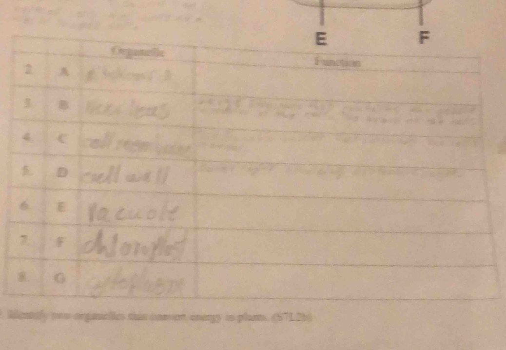 Meately two orgaclics this conor energy is plum. (STL2b)