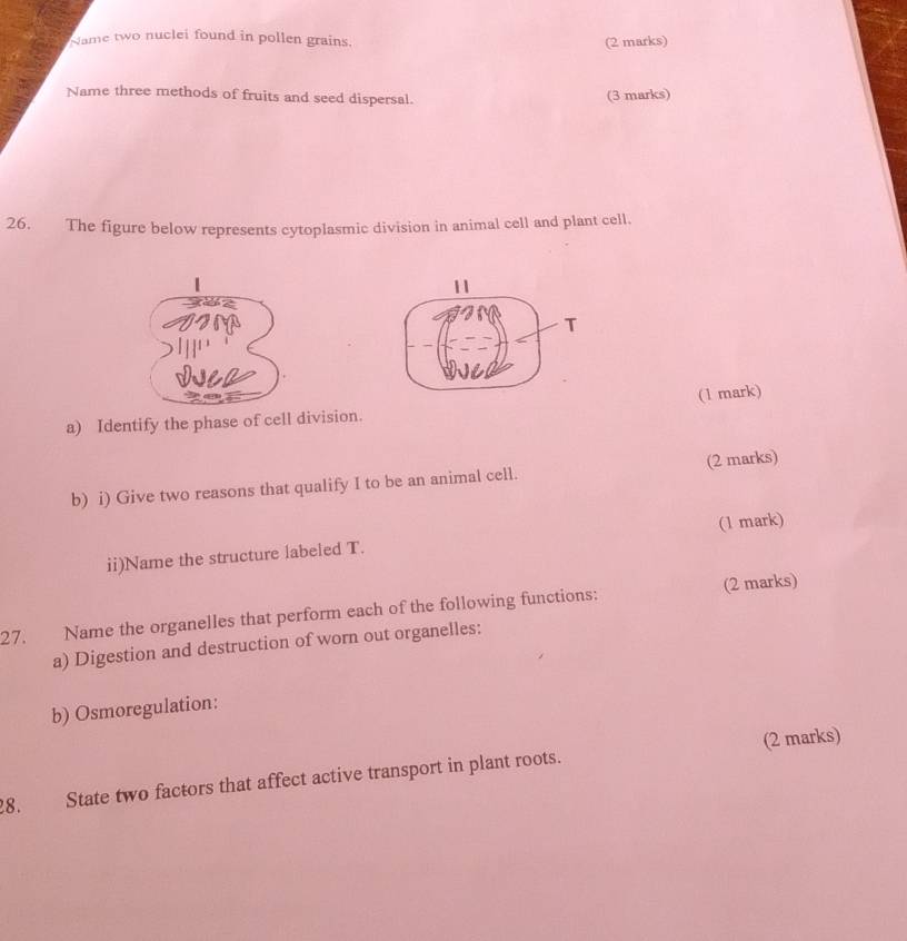 Name two nuclei found in pollen grains. 
(2 marks) 
Name three methods of fruits and seed dispersal. 
(3 marks) 
26. The figure below represents cytoplasmic division in animal cell and plant cell. 
11 
T 
(1 mark) 
a) Identify the phase of cell division. 
b) i) Give two reasons that qualify I to be an animal cell. (2 marks) 
(1 mark) 
ii)Name the structure labeled T. 
27. Name the organelles that perform each of the following functions: (2 marks) 
a) Digestion and destruction of worn out organelles: 
b) Osmoregulation: 
8. State two factors that affect active transport in plant roots. (2 marks)