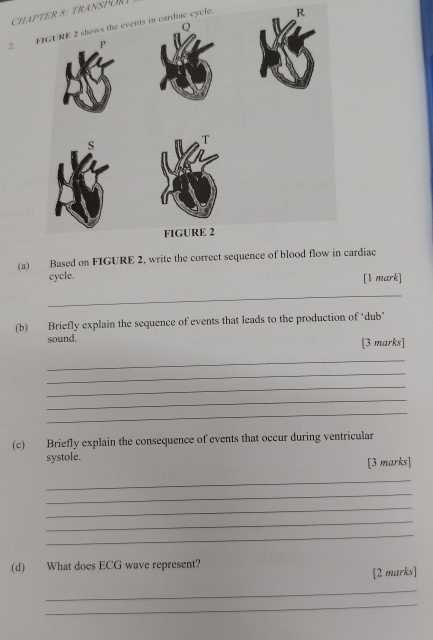 CHAPTER 8: TRANSPORI 
2. eyele. R 
(a) Based on FIGURE 2, write the correct sequence of blood flow in cardiac 
cycle. 
[1 mark] 
_ 
(b) Briefly explain the sequence of events that leads to the production of ‘dub’ 
sound. 
[3 marks] 
_ 
_ 
_ 
_ 
_ 
(c) Briefly explain the consequence of events that occur during ventricular 
systole. 
[3 marks] 
_ 
_ 
_ 
_ 
_ 
(d) What does ECG wave represent? 
[2 marks] 
_ 
_