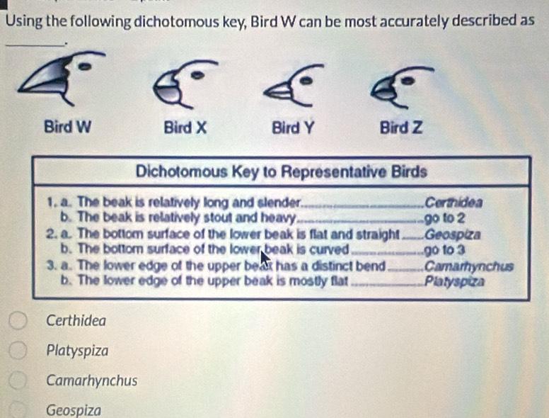 Using the following dichotomous key, Bird W can be most accurately described as
_.
Bird W Bird Y Bird Z
Dichotomous Key to Representative Birds
1. a. The beak is relatively long and slender._ Certhidea
b. The beak is relatively stout and heavy_ go to 2
2. a. The bottom surface of the lower beak is flat and straight _Geospiza
b. The bottom surface of the lower beak is curved_ go 1o 3
3. a. The lower edge of the upper beat has a distinct bend _Camarhynchus
b. The lower edge of the upper beak is mostly flat _Platyspiza
Certhidea
Platyspiza
Camarhynchus
Geospiza